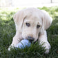 KONG Classic Puppy