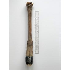 Giant Deer Leg (40cm)